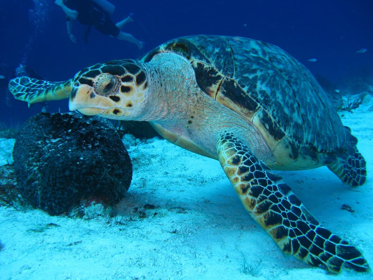 turtle-underwater-marine-1702680